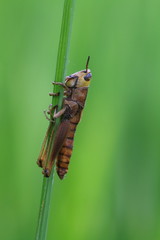 Brown grassshopper with green background