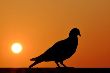  A shadow of lonesome pigeon standing on the top of a peir roof with orange sky at dusk and silhouette sunset 