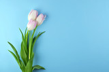 Fototapeta Tulipany - Three spring tulips on a blue background.