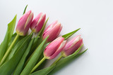 Fototapeta Tulipany - Beautiful bouquet of pink tulips on a white background