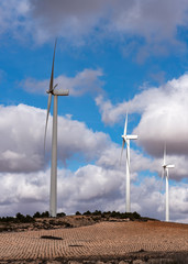 Wall Mural - Field of wind generators