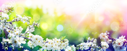 Blooming In Spring - With Trend Colors Palette - Almond Flowers In Sunny Blur...