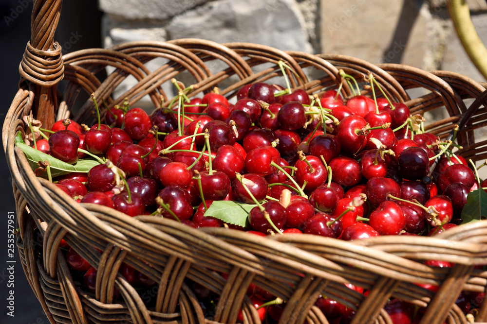 Fresh picked cherries in a wicker basket in Dolnje Cerovo in the Gorica Hills Brda Slovenia - obrazy, fototapety, plakaty 