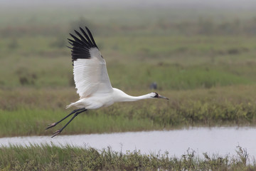 critically endangered whooping crane in aransas national wildlife refuge on a very foggy morning