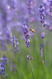 Fototapeta Lawenda - Bees with Lavender - ラベンダーと蜂