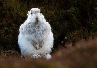 Wall Mural - Mountain Hare (Lepus timidus) in the snow in the Scottish Highlands