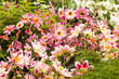 Pink dhalia flowers in the garden