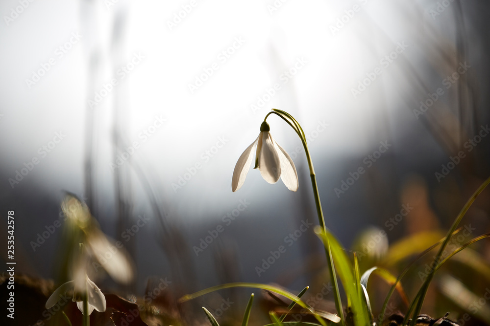 first snowdrop blooming spring macro - obrazy, fototapety, plakaty 