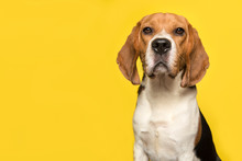 Portrait Of A Beagle Looking At The Camera On A Yellow Background