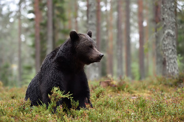 Wall Mural - brown bear sitting in the rain, forest scenery