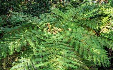 Wall Mural - Tree Fern - Australian tree fern