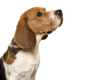Portait Of Beagle Dog Looking Up Seen From The Side On A White Background
