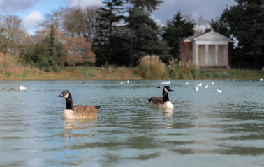 white swan on the lake