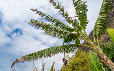 Wall Mural - Banana trees / Banana Farm