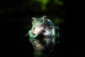 green tree frog in the dark, reflections in water