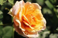 Beautiful Roses Is Blooming In The Garden