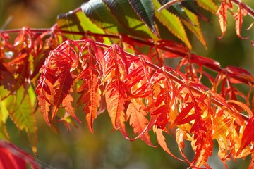 Red Leaf.