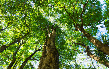 Forest tree green background.