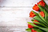 Fototapeta Tulipany - Kolorowe tulipany  na drewnianym tle