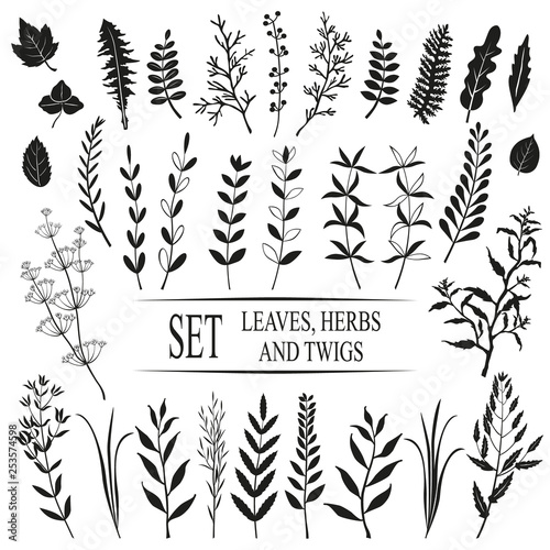 Leaves, twigs, garden herbs. Vector set.