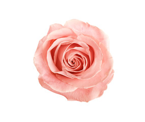 Poster - Beautiful pink rose on white background, top view. Perfect gift