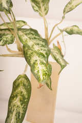 Wall Mural - green plant leaf