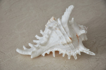 sea shell on the beach