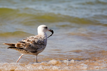 Wall Mural - Seagull walks with something in his beak