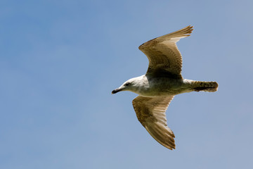 Wall Mural - Fast flight of a lonely seagull