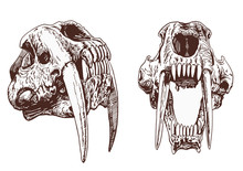 Graphical Vintage Set Of  Saber-toothed Tiger Skulls  ,vector Illustration