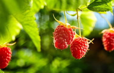 Close-up of ripe organic raspberry hanging on a branch in the fruit garden