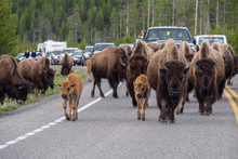 Bison Jam In Yellowstone National Park