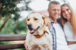 © Тарас Нагирняк - What a good boy! beautiful golden labrador with leash sitting with his owners at the park. Focus on the dog.