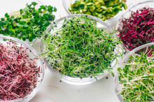 Micro Greens Sprouts Of Onion And Other Sprouts In Glass Bowls