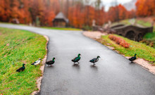 A Flock Of Wild Ducks Crossing The Road One After Another.