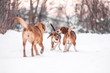 beagle harrier dogs playing on snow
