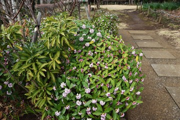 Sticker - Daphne blooming in the park.