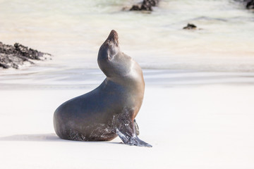 Wall Mural - Galapagos Islands. Ecuador. Fur seal. Galapagos seals. Sea lion basks in the sun. Animals of the Galapagos Islands. Ecuador. Travel to Ecuador.