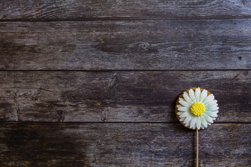 Sticker - Hand painted gingerbread chamomile on wooden background. Top view. Sweet dessert as a gift for women's day on 8 March