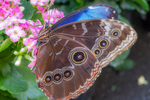 Nature Close Up Of A Butterfly Blue Morpho Landing On A Flower