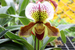 Paphiopedilum, Lady's Slipper. slipper orchid. Variety of Lady Slipper. Paphiopedilum concolor. godefroyae.