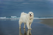 Great Pyrenees dog standing on wet sand beach of ocean with waves