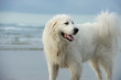 Great Pyrenees dog standing by ocean