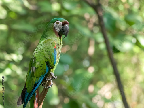 Fotografía chestnut fronted macaw in a park in ecuador