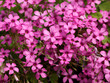  Inflorescences en cymes de l'oxalis articulé (Oxalis articulata), petites fleurs décoratives aux pétales rose vif fortement striées 