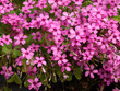 Inflorescences en cymes de l'oxalis articulé (Oxalis articulata), petites fleurs décoratives aux pétales rose vif fortement striées 