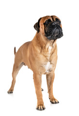 bullmastiff in studio