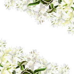 Fotomurales - Beautiful floral background of Jasmine. Isolated