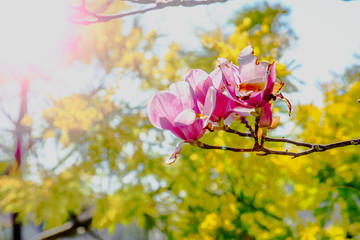 Branch of Magnolia Flowers