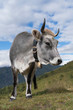 Kuh, Tiroler Grauvieh auf einer Alm im Wipptal